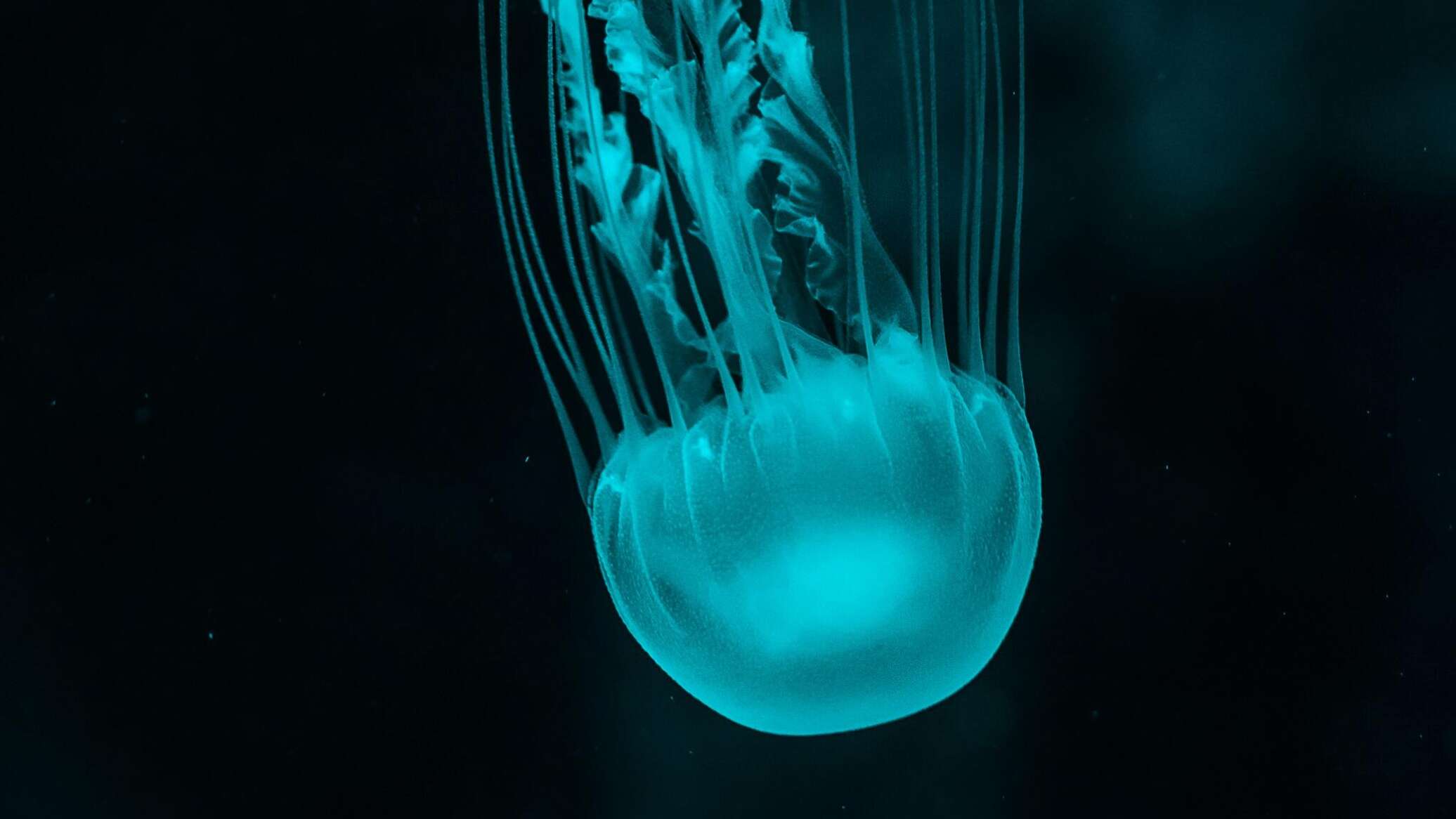 ظاهرة بيولوجية غريبة.. كائن بحري يتحدى الشيخوخة