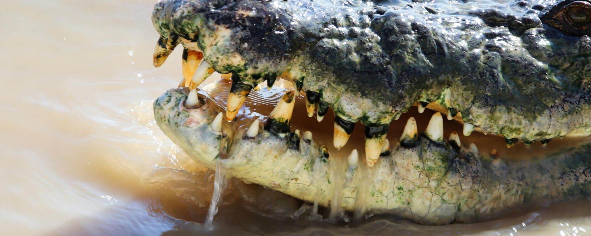 تمساح كبير في الماء، في كاكادو، أستراليا - سبوتنيك عربي, 1920, 21.08.2024