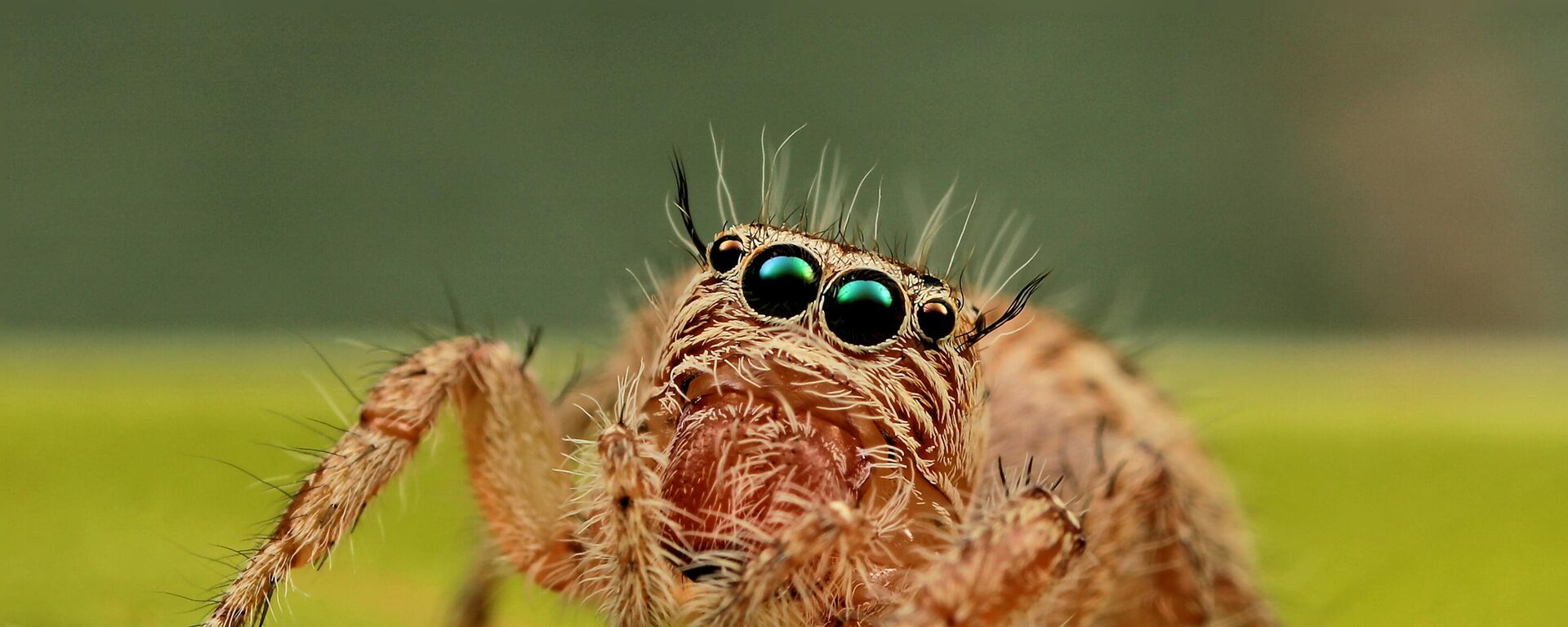 عنكبوت - سبوتنيك عربي, 1920, 31.08.2024