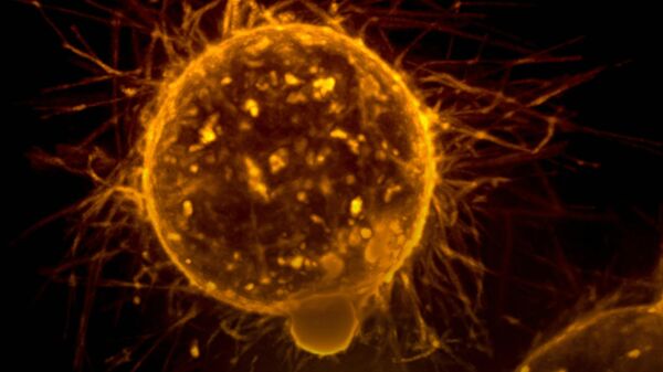  - سبوتنيك عربي