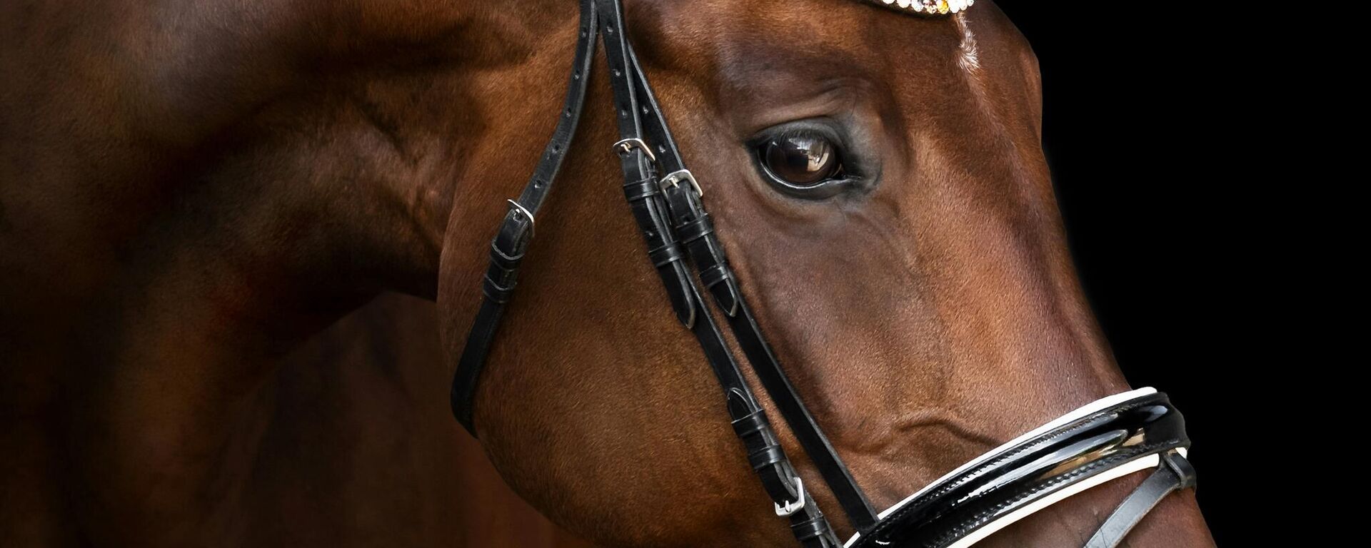 خيل يقف في مكان مخصص لتربية الخيول  - سبوتنيك عربي, 1920, 13.11.2025