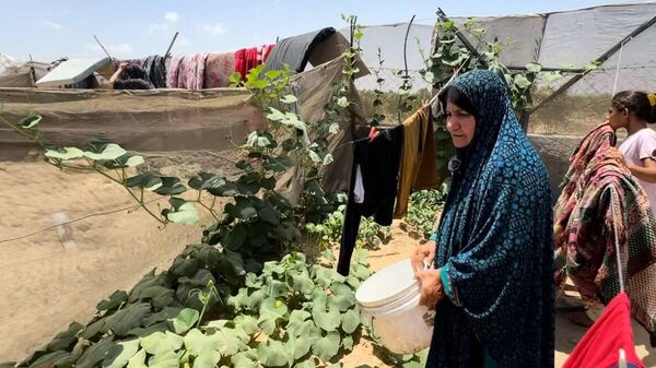 الزراعة على حدود الخيمة... مبادرة للاكتفاء الذاتي خلال الحرب على غزة - سبوتنيك عربي