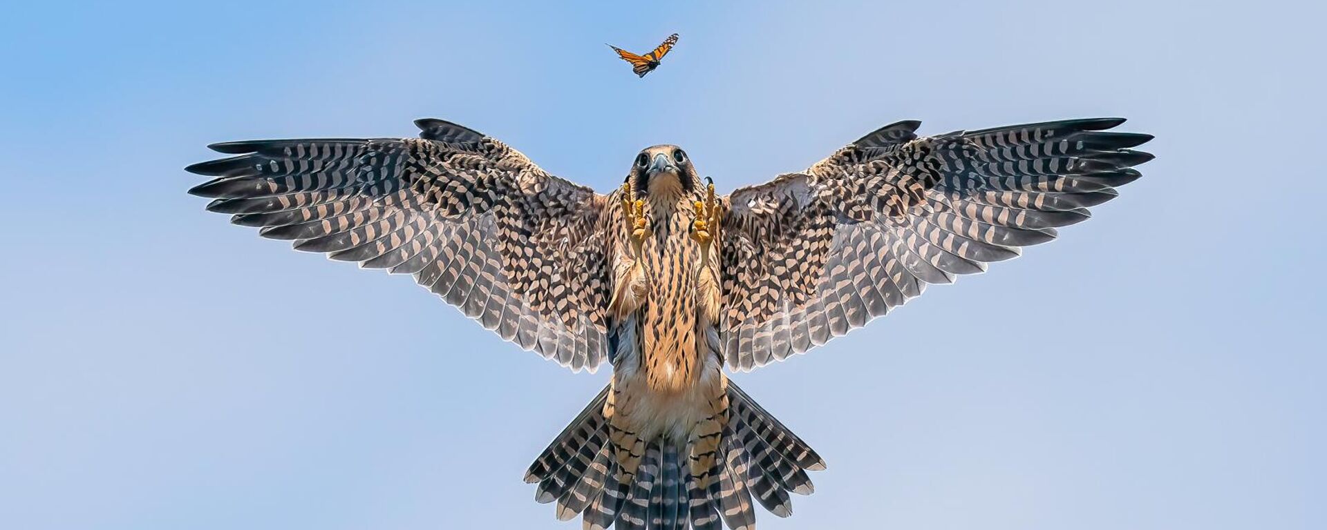 Снимок PLAYFUL FLEDGLING американского фотографа Jack Zhi, занявший 2 место в категории BIRD BEHAVIOUR фотоконкурса Bird Photographer of the Year 2024 Снимок PLAYFUL FLEDGLING американского фотографа Jack Zhi, занявший 2 место в категории BIRD BEHAVIOUR фотоконкурса Bird Photographer of the Year 2024 - سبوتنيك عربي, 1920, 24.09.2024
