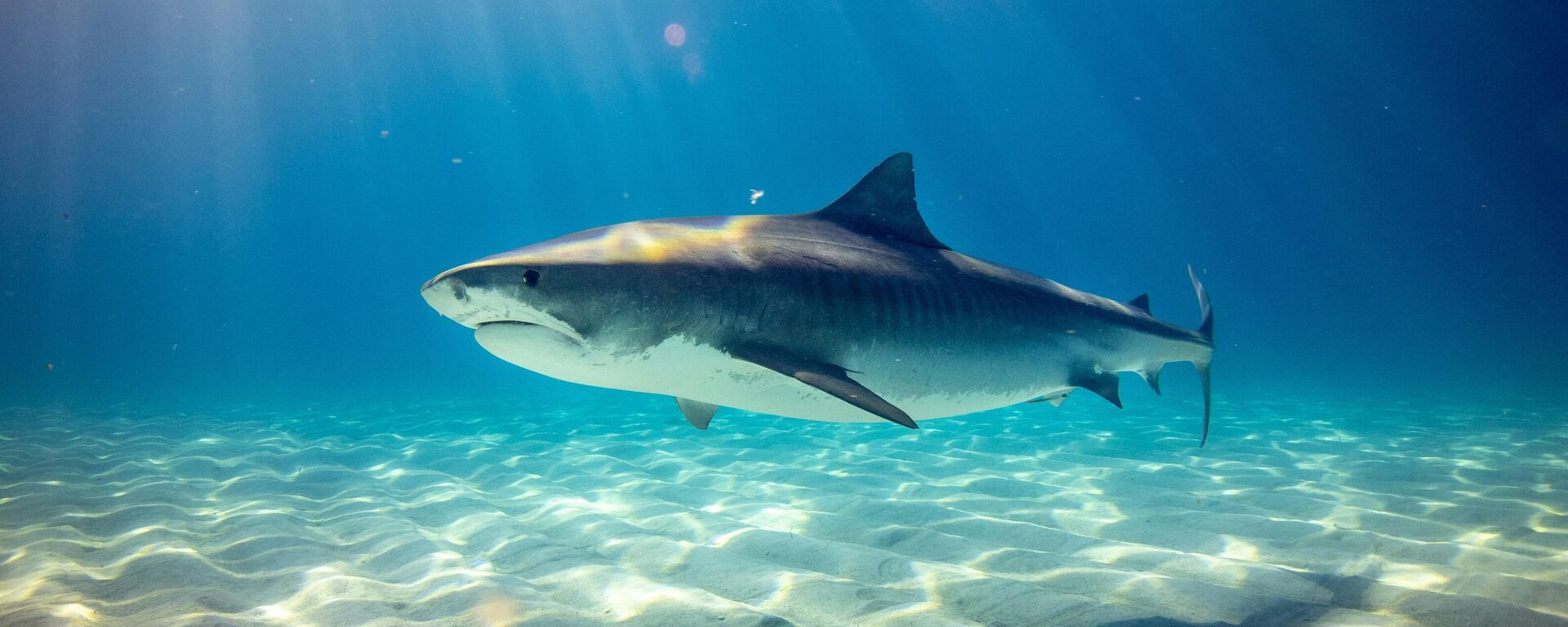 قرش - سبوتنيك عربي, 1920, 15.03.2025