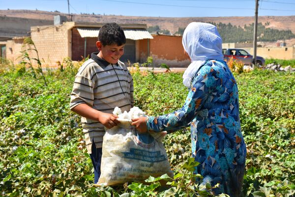 صور تظهر قطاف محصول القطن في مدينة حلب - سبوتنيك عربي