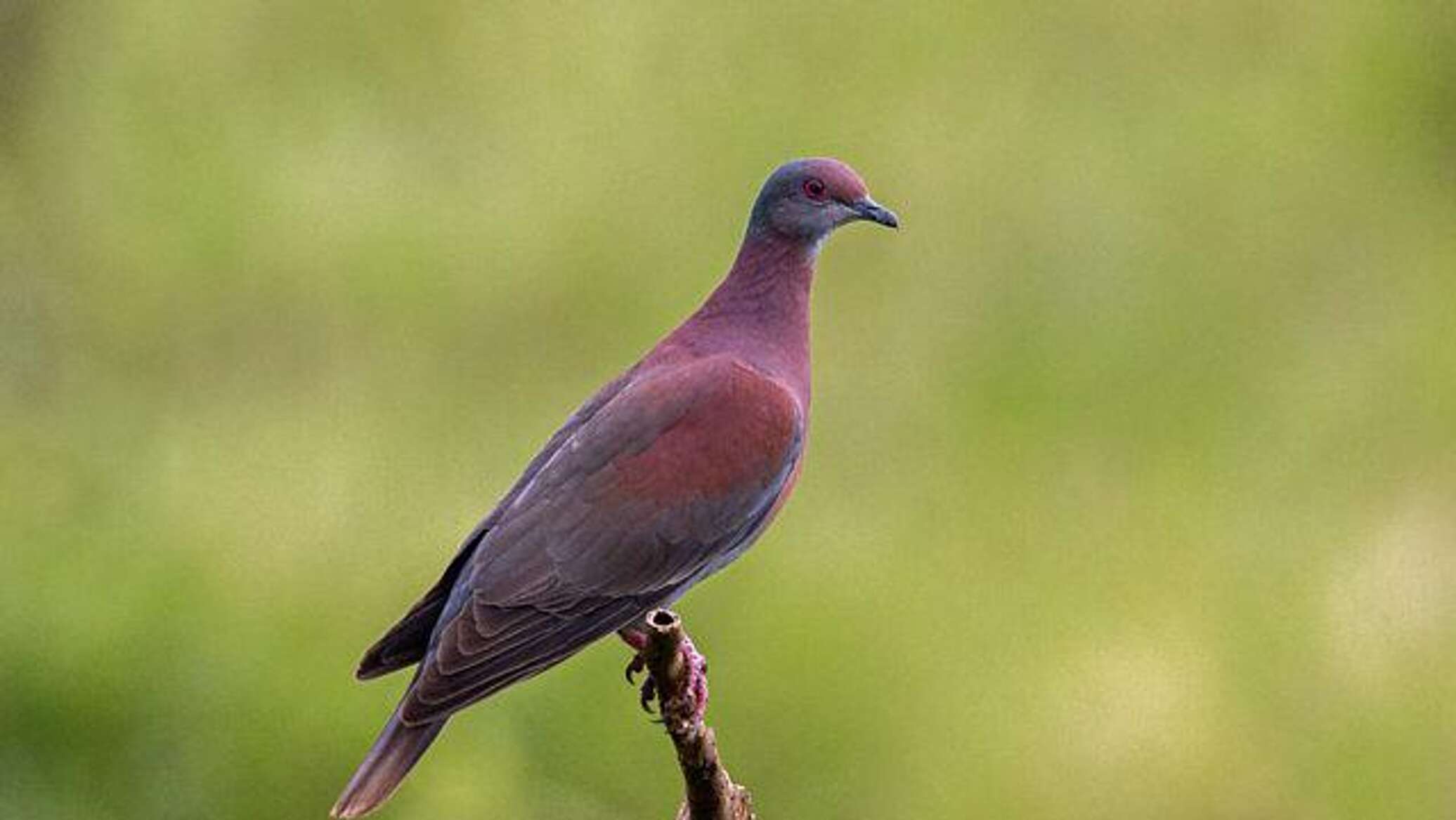 طائر يحول أجنحته إلى مظلة تحمي صغاره من المطر