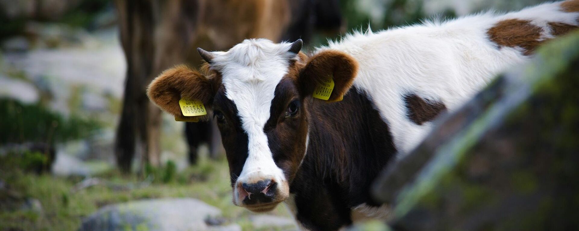 بقرة - سبوتنيك عربي, 1920, 26.10.2024