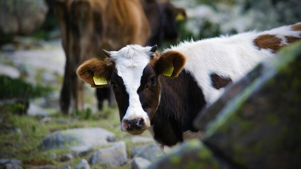 بقرة - سبوتنيك عربي