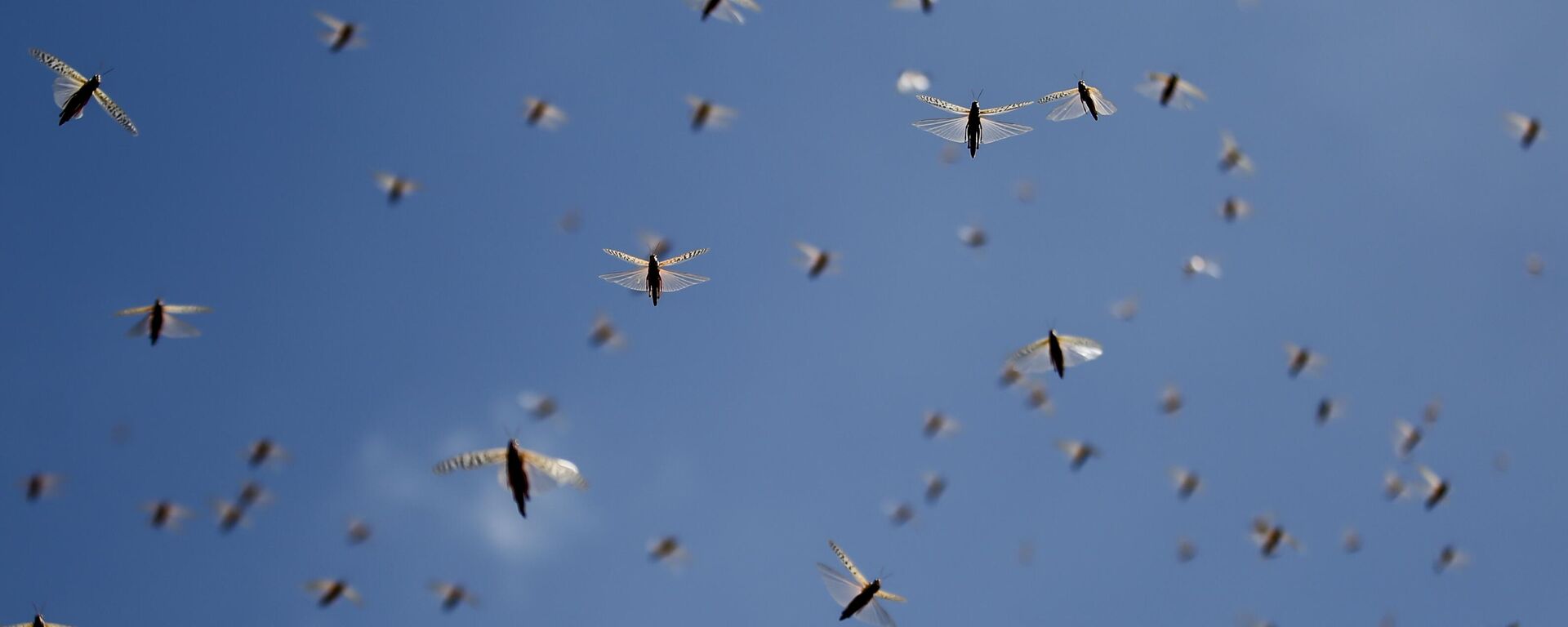 الجراد - سبوتنيك عربي, 1920, 11.04.2025