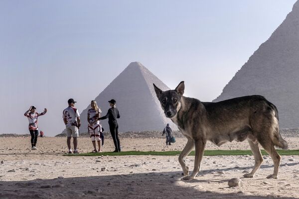 كلب ضال يمشي في الموقع التاريخي لأهرامات الجيزة في ضواحي القاهرة، مصر - سبوتنيك عربي