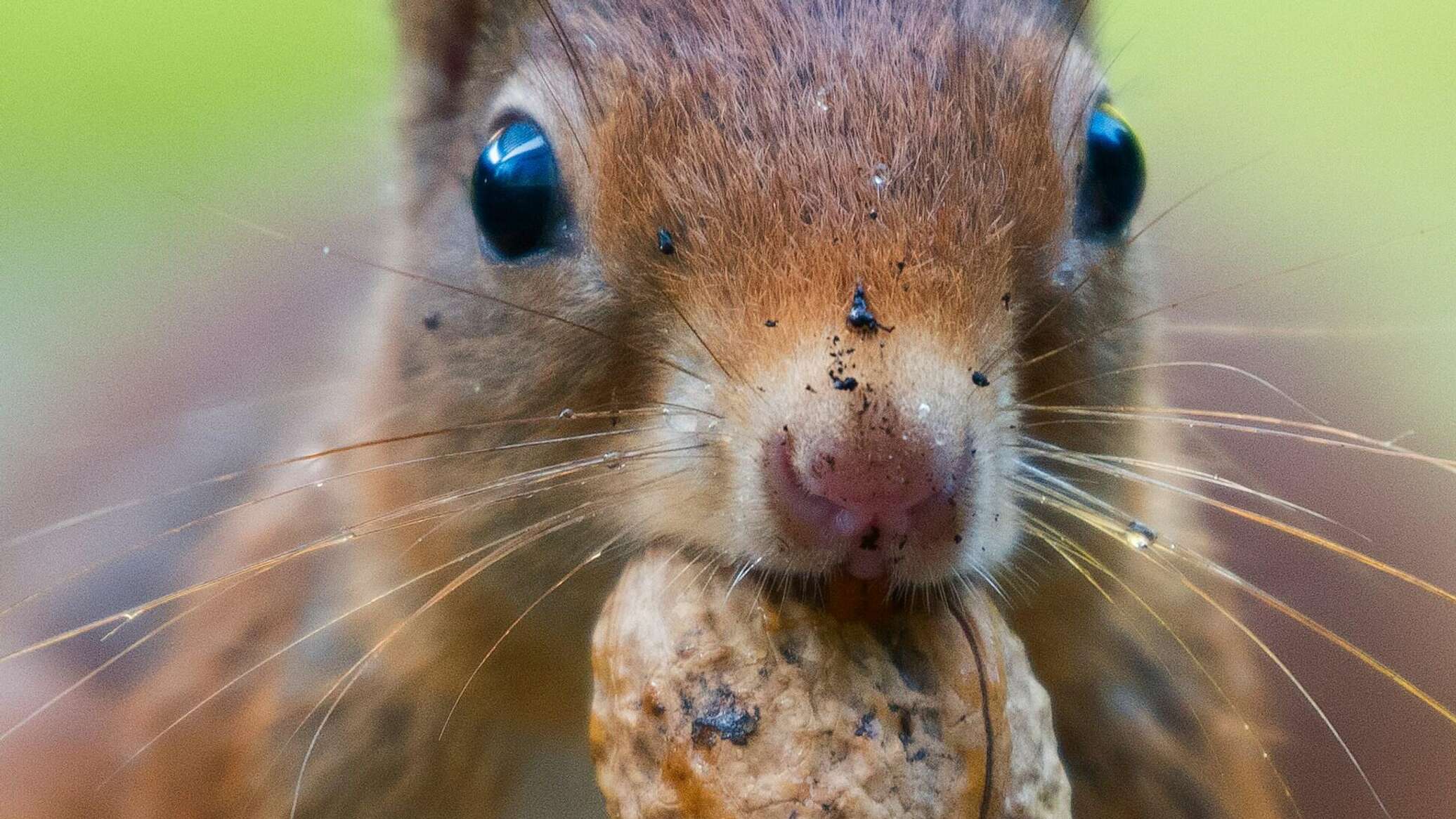 سنجاب يتسبب في شلل مباراة كرة قدم.. فيديو