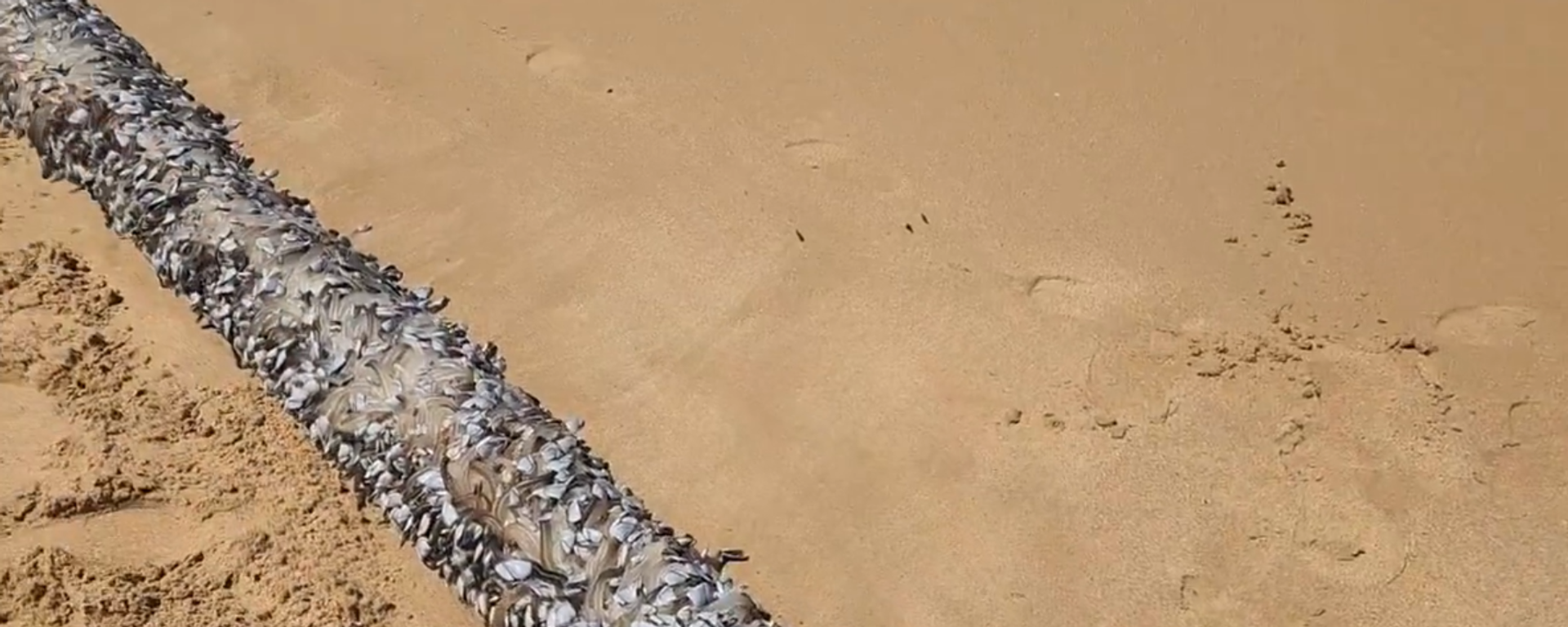 ظهور مخلوق غريب على شواطئ وشواطئ أستراليا  - سبوتنيك عربي, 1920, 02.11.2024