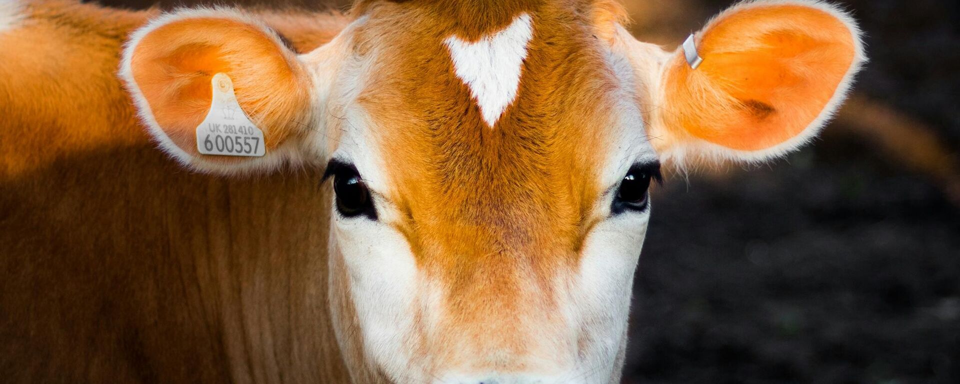 بقرة تقف في مزرعة للأبقار  - سبوتنيك عربي, 1920, 08.11.2024