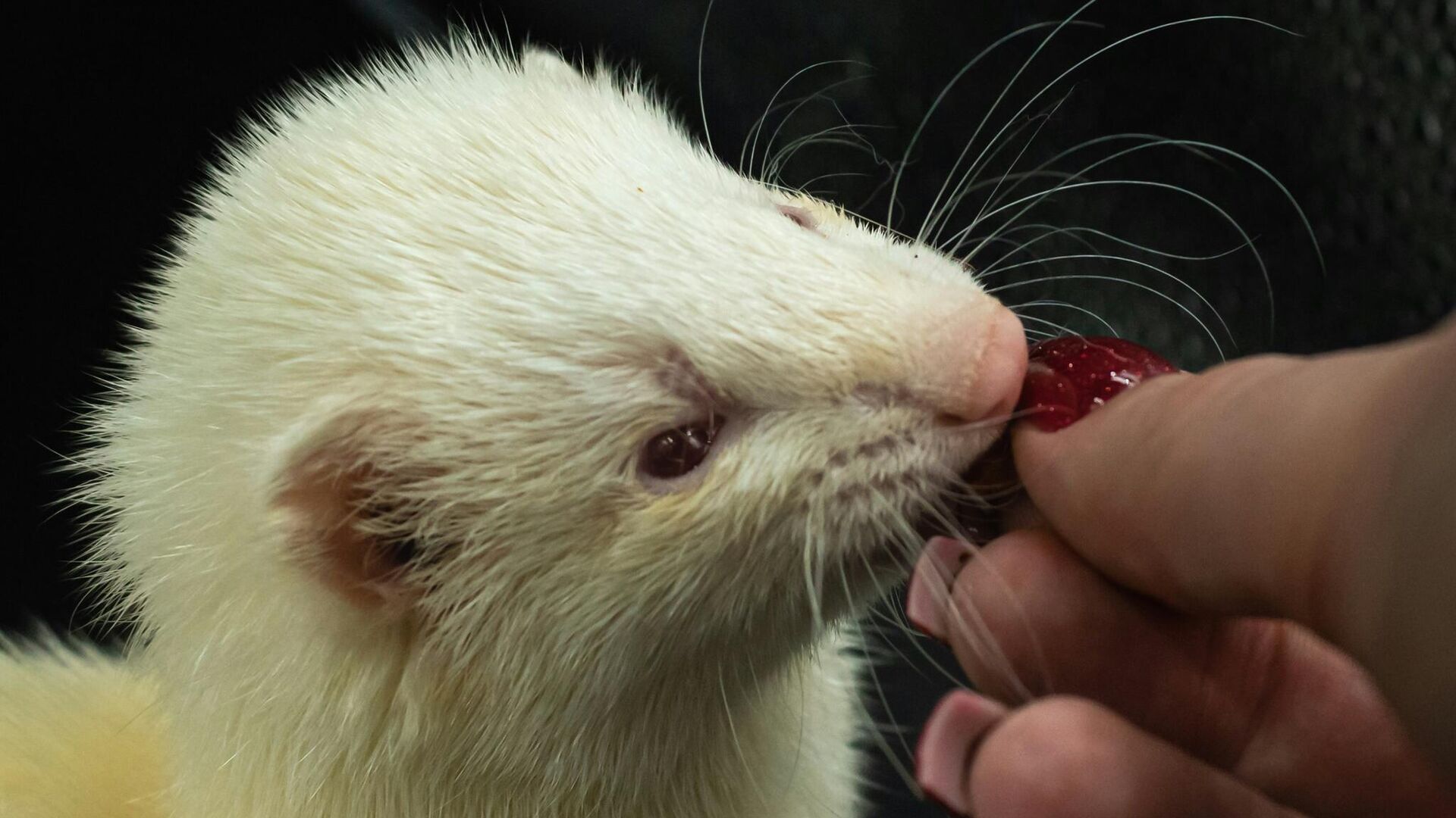 صورة لنمس مستنسخ  - سبوتنيك عربي, 1920, 11.11.2024