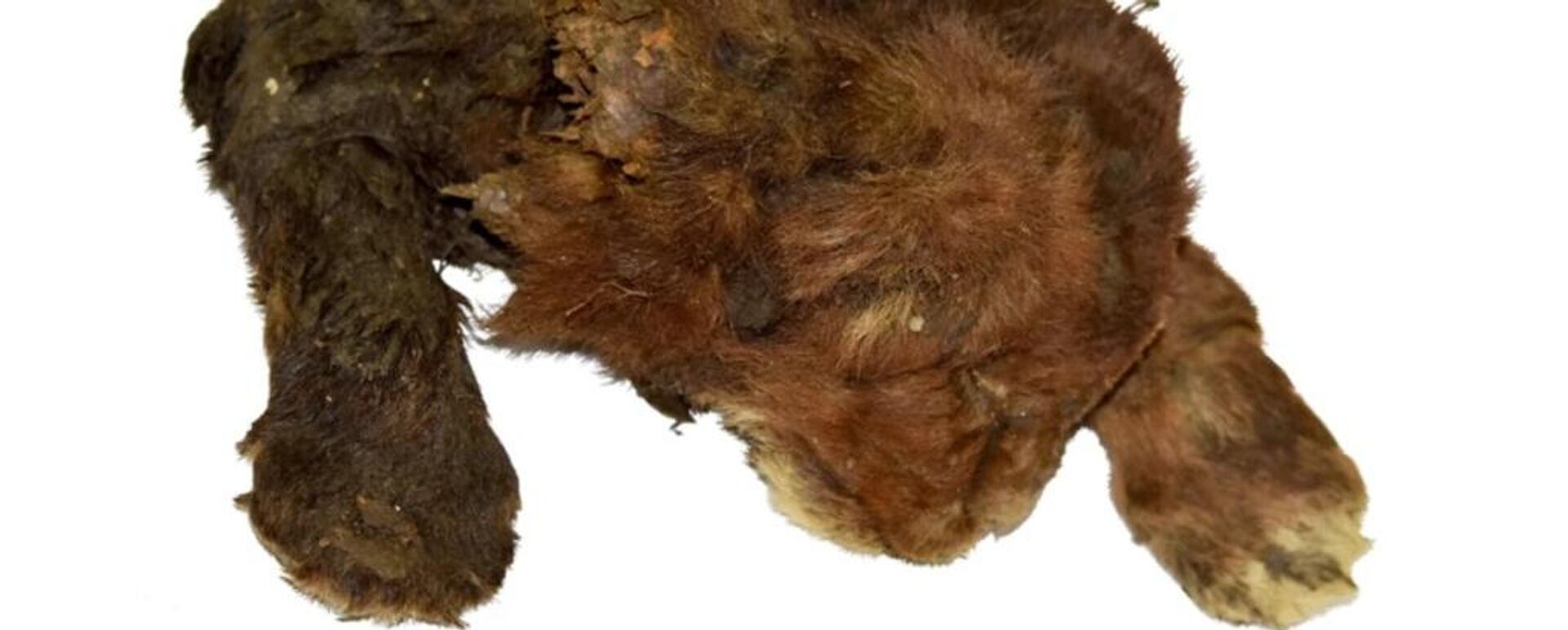 مومياء القطة ذات الأنياب الحادة - سبوتنيك عربي, 1920, 15.11.2024