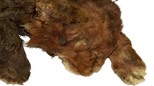 مومياء القطة ذات الأنياب الحادة - سبوتنيك عربي