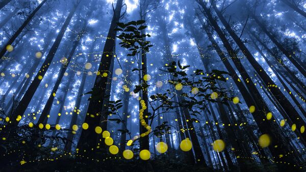 Снимок Fireflies flying in the misty тайваньского фотографа Shirley Wung, победивший в номинации Special Awards. Forest конкурса The 11th International Landscape Photographer of the Year - سبوتنيك عربي