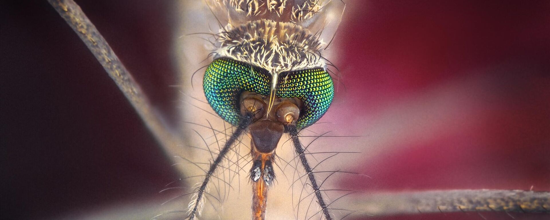 رأس بعوضة مصور بشكل قريب  - سبوتنيك عربي, 1920, 19.11.2024