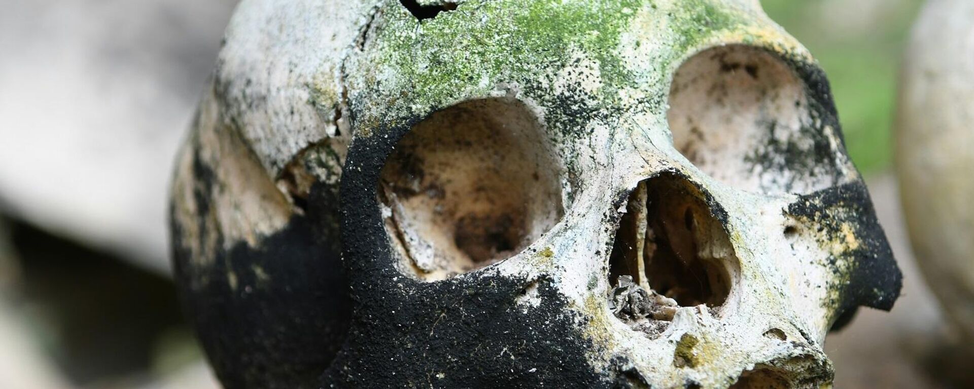 جمجمة - سبوتنيك عربي, 1920, 08.02.2025