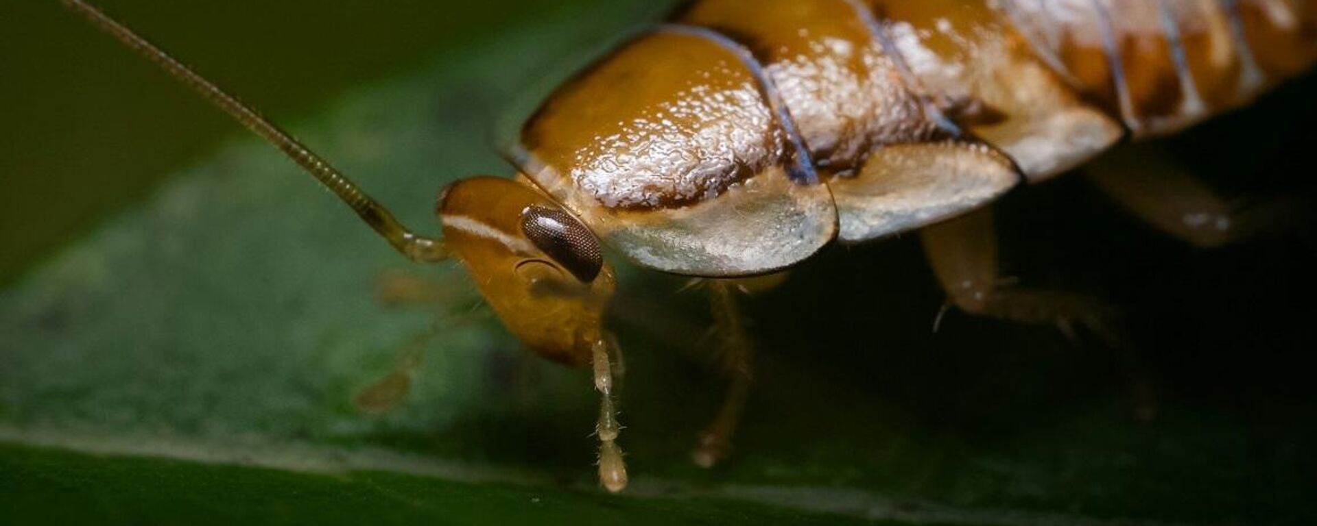صرصور - سبوتنيك عربي, 1920, 26.06.2025