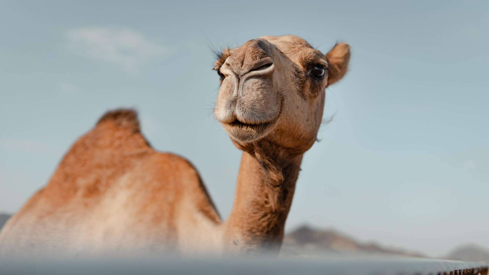 تصغير الأذن وتكبير الوجه... مخالفات خلال "مسابقة مليونية" في السعودية