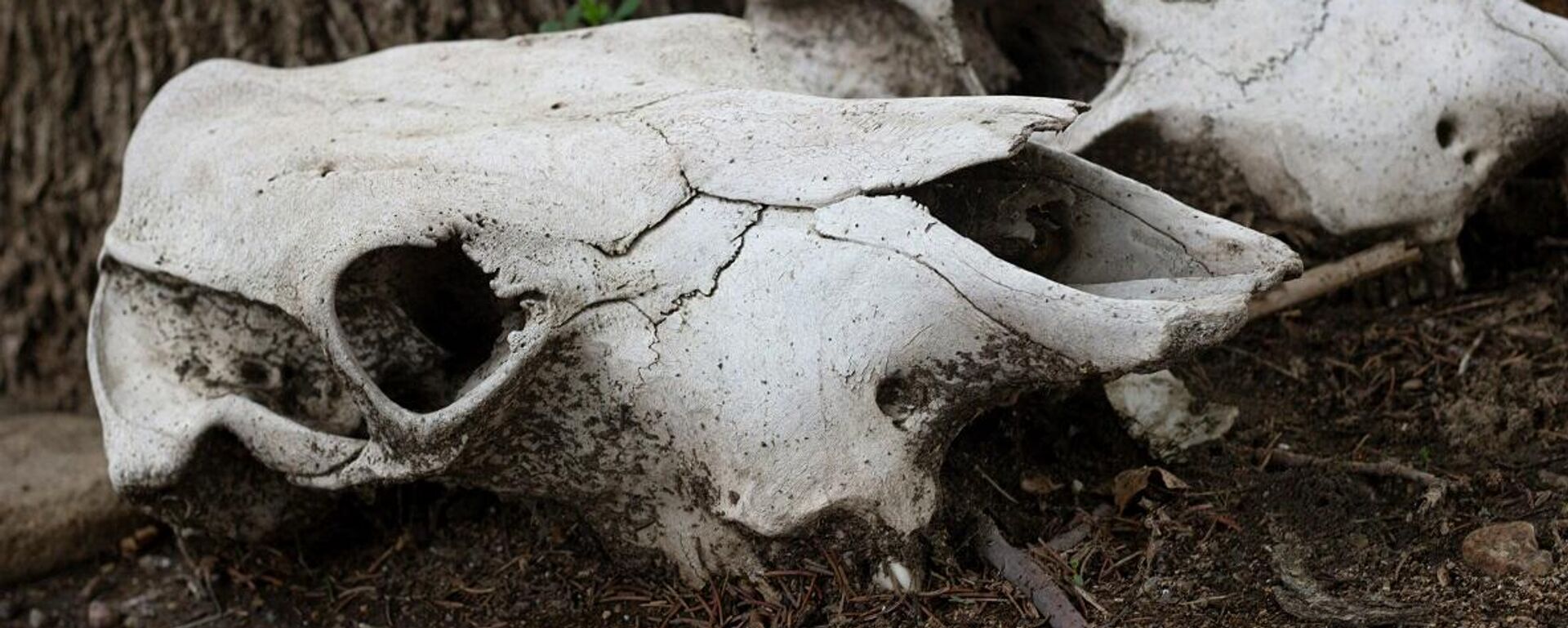 جماجم حيوانات - سبوتنيك عربي, 1920, 07.12.2024