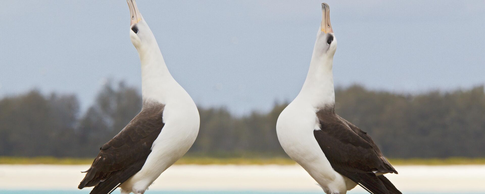 زوج من طيور ألباتروس لايسان تقوم باستعراض أمام الإناث - سبوتنيك عربي, 1920, 09.12.2024