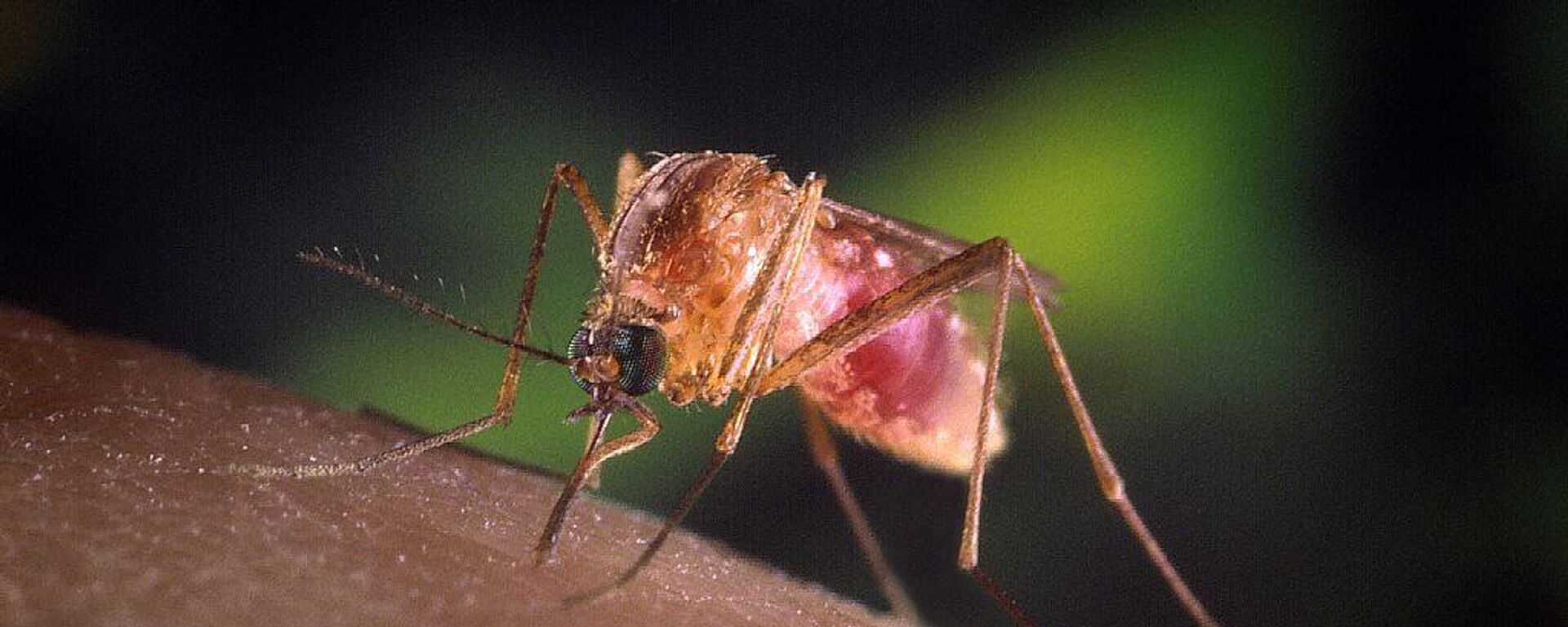 بعوض - سبوتنيك عربي, 1920, 09.12.2024