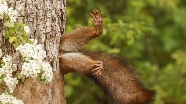 Снимок Stuck squirrel итальянского фотографа Milko Marchetti, победивший в категории OVERALL WINNER & MAMMALS CATEGORY WINNER конкурса 2024 The Nikon Comedy Wildlife Awards - سبوتنيك عربي