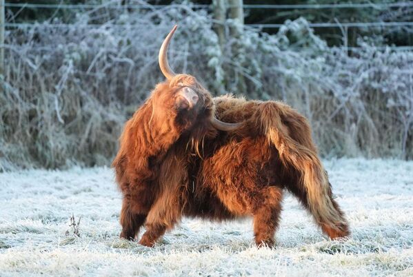 لقطة طريفة لماشية المرتفعات الجبلية، في متنزه بلير دروموند سفاري، إسكتلندا. - سبوتنيك عربي