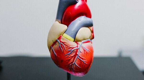 قلب - سبوتنيك عربي