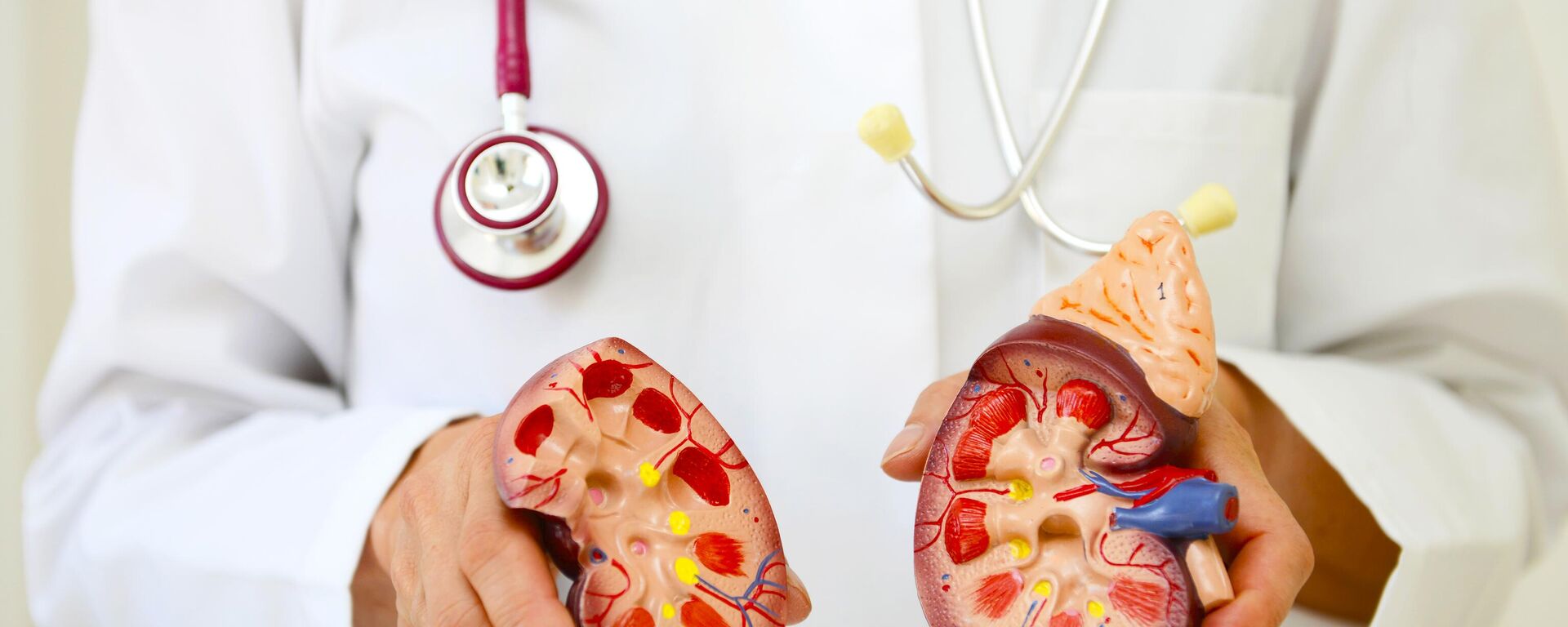 صورة توضيحية لكلية الإنسان  - سبوتنيك عربي, 1920, 19.12.2024