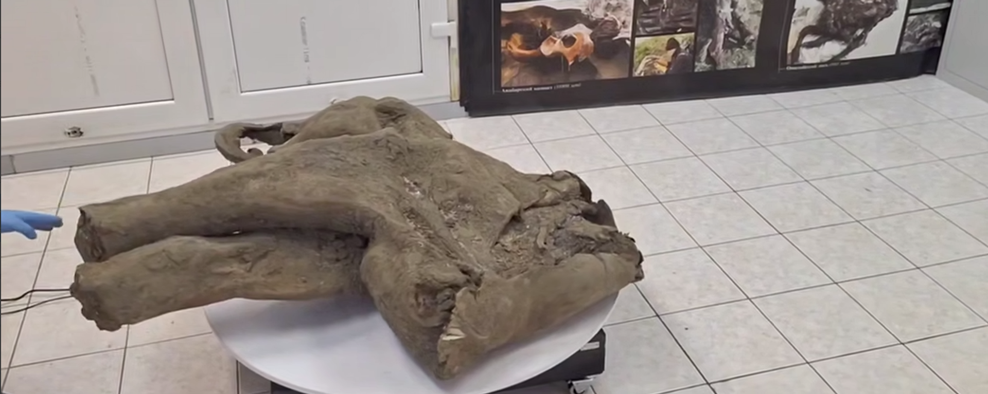  اكتشاف جثة ماموث محفوظة بشكل جيد - سبوتنيك عربي, 1920, 24.12.2024