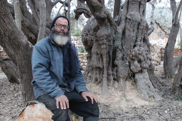 صورة لأقدم شجرة زيتون في فلسطين عمرها 5 آلاف سنة  - سبوتنيك عربي