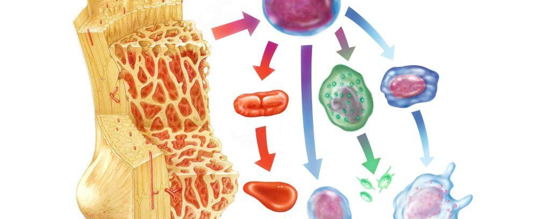 الخلايا الجذعية - سبوتنيك عربي, 1920, 28.12.2024