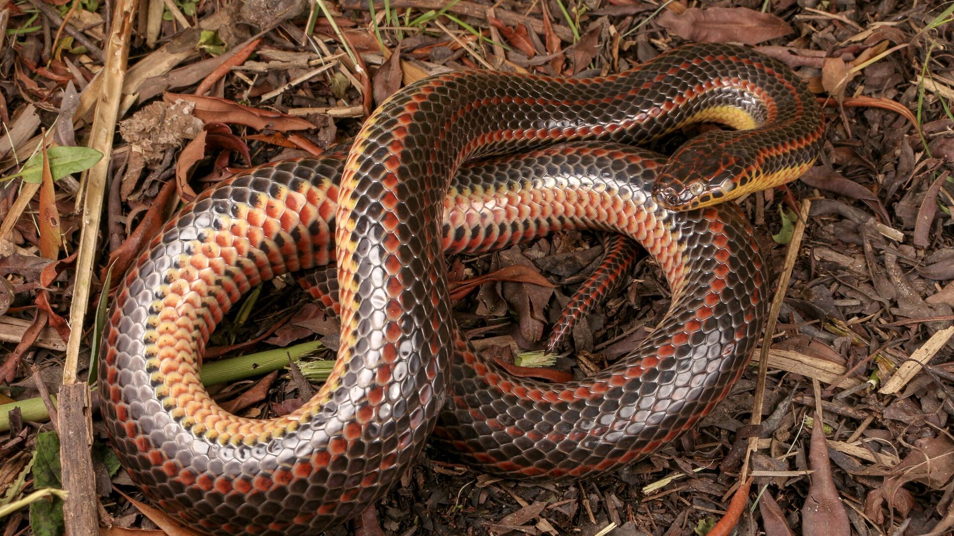 ثعبان قوس قزح ذكر بالغ - سبوتنيك عربي, 1920, 31.10.2025