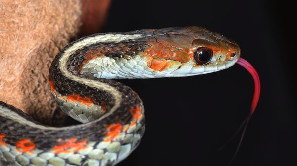 California Red-sided Garter Snake (Thamnophis sirtalis infernalis) - سبوتنيك عربي