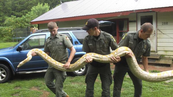 يقوم مسؤولو الحفاظ على البيئة في فيرمونت بإزالة ثعبان شبكي من مالك خاص لنقله إلى عروض زواحف الغابات المطيرة في ماساتشوستس، الولايات المتحدة الأمريكية. - سبوتنيك عربي