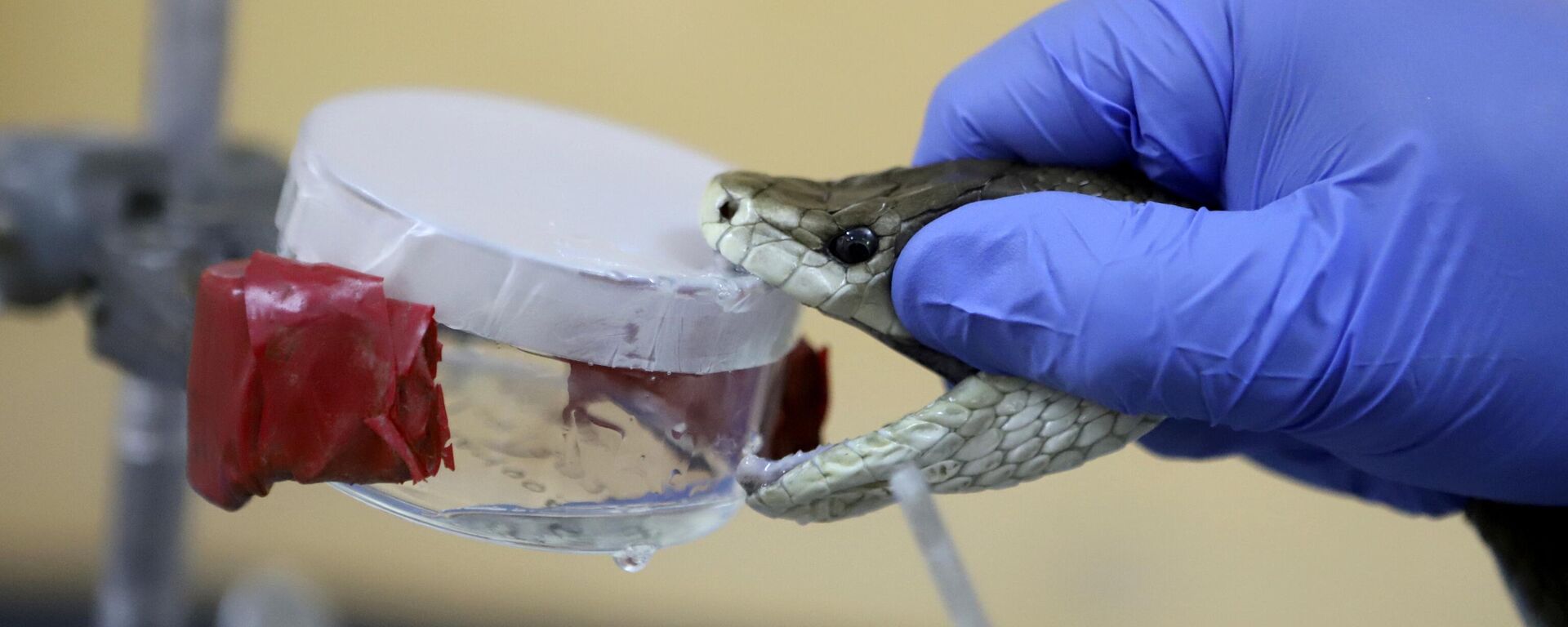 أحد علماء الزواحف والبرمائيات يستخرج سمًا من ثعبان في مركز كينيا لأبحاث وتدخلات لدغات الأفاعي  في نيروبي، كينيا - سبوتنيك عربي, 1920, 14.08.2025