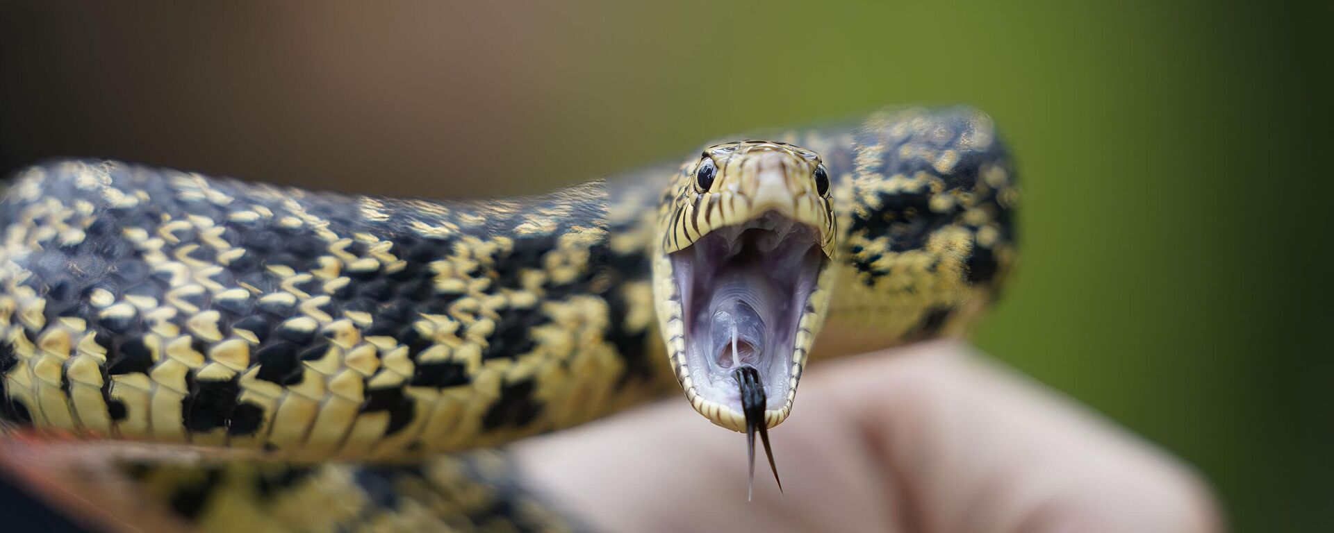 ثعبان صنوبر لويزيانا يقف في وضعية دفاع عن نفسه المهددة بالانقراض في غابة كيساتشي الوطنية بولاية لويزيانا بالولايات المتحدة الأمريكية. - سبوتنيك عربي, 1920, 03.05.2025