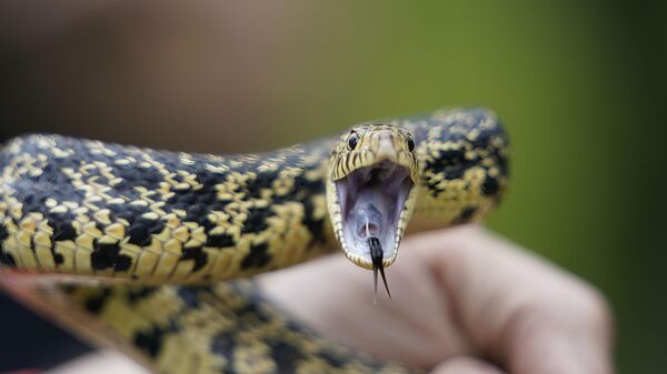 ثعبان صنوبر لويزيانا يقف في وضعية دفاع عن نفسه المهددة بالانقراض في غابة كيساتشي الوطنية بولاية لويزيانا بالولايات المتحدة الأمريكية. - سبوتنيك عربي