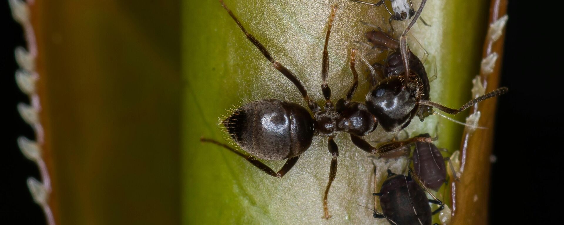 نمل - سبوتنيك عربي, 1920, 09.01.2025