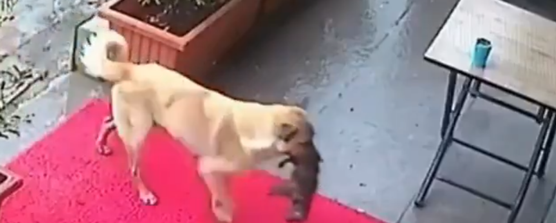 مقطع فيديو لكلبة مشردة حملت جروها المريض بفمها إلى الطبيب البيطري - سبوتنيك عربي, 1920, 16.01.2025