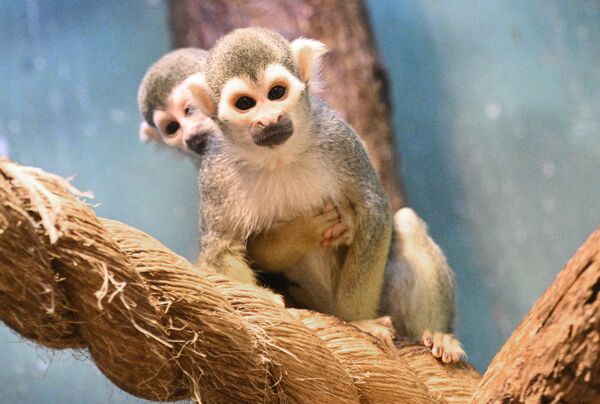 صورة لقرد السنجاب الصغير في حديقة حيوان موسكو، روسيا. - سبوتنيك عربي