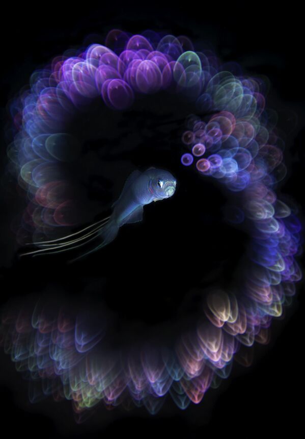 صورة تظهر فن التصوير الرقمي تحت الماء، بالقرب من جزيرة جيجو، كوريا الجنوبية. صورة تظهر فن التصوير الرقمي تحت الماء، بالقرب من جزيرة جيجو، كوريا الجنوبية. - سبوتنيك عربي