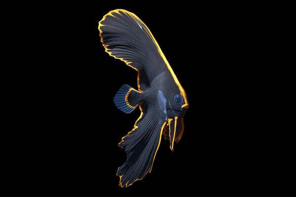 سمكة "الخفاش الصغيرة" على عمق 85 قدمًا في بالي، إندونيسيا. سمكة "الخفاش الصغيرة" على عمق 85 قدمًا في بالي، إندونيسيا. - سبوتنيك عربي