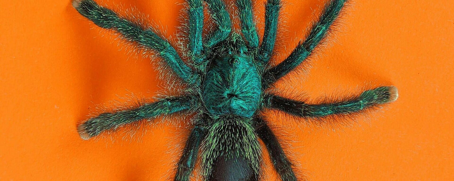 عنكبوت - سبوتنيك عربي, 1920, 18.01.2025