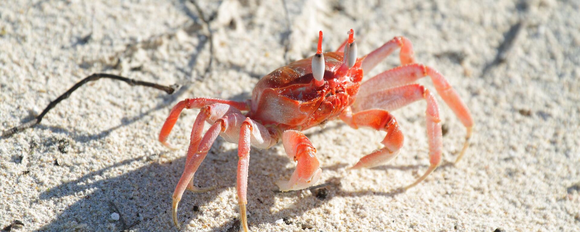 سلطعون شبح غالاباغوس الملون  في جزيرة سان كريستوبال، جزر غالاباغوس، الإكوادور - سبوتنيك عربي, 1920, 19.01.2025