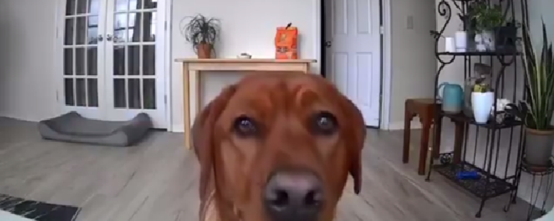 صورة لكلب يدفع كاميرا المراقبة ليتمكن من الوقوف على قدميه والاستمتاع بالطعام الموجود على الطاولة. 
 - سبوتنيك عربي, 1920, 20.01.2025