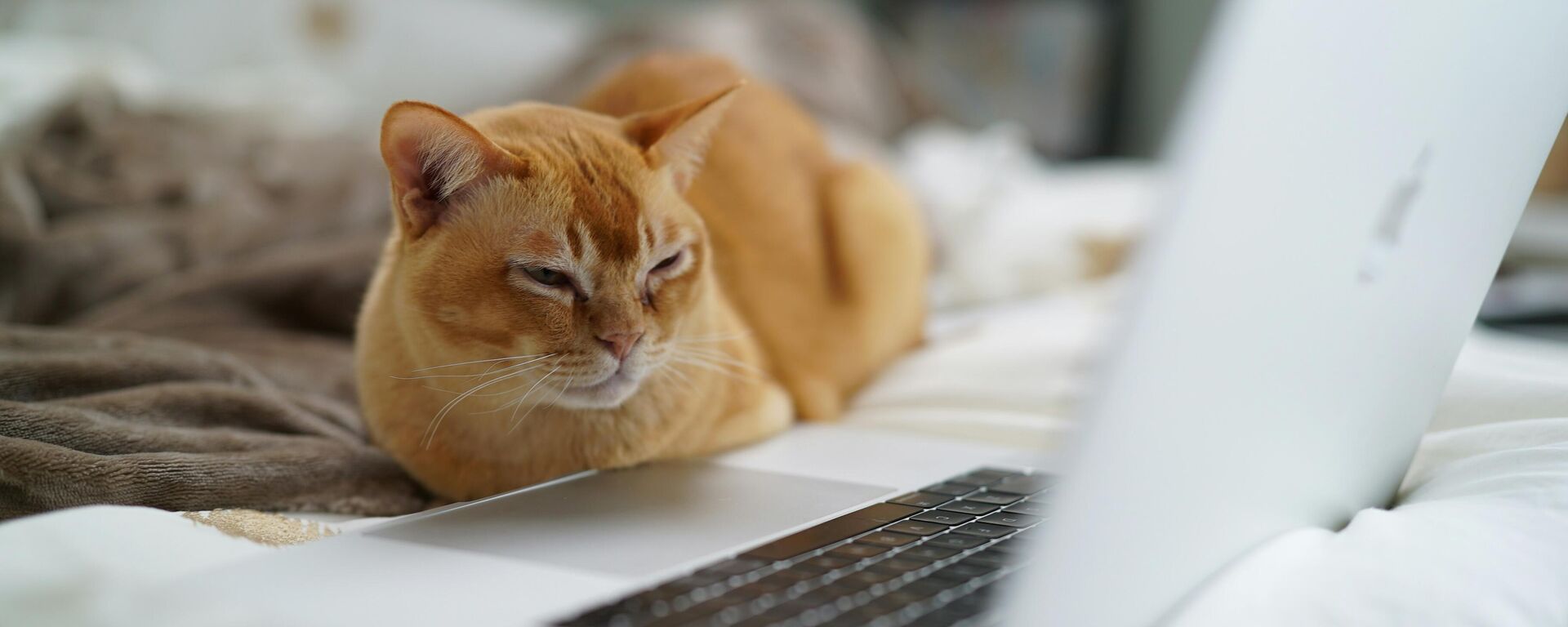 صورة لقطة تجلس بجانب الحاسوب - سبوتنيك عربي, 1920, 20.01.2025